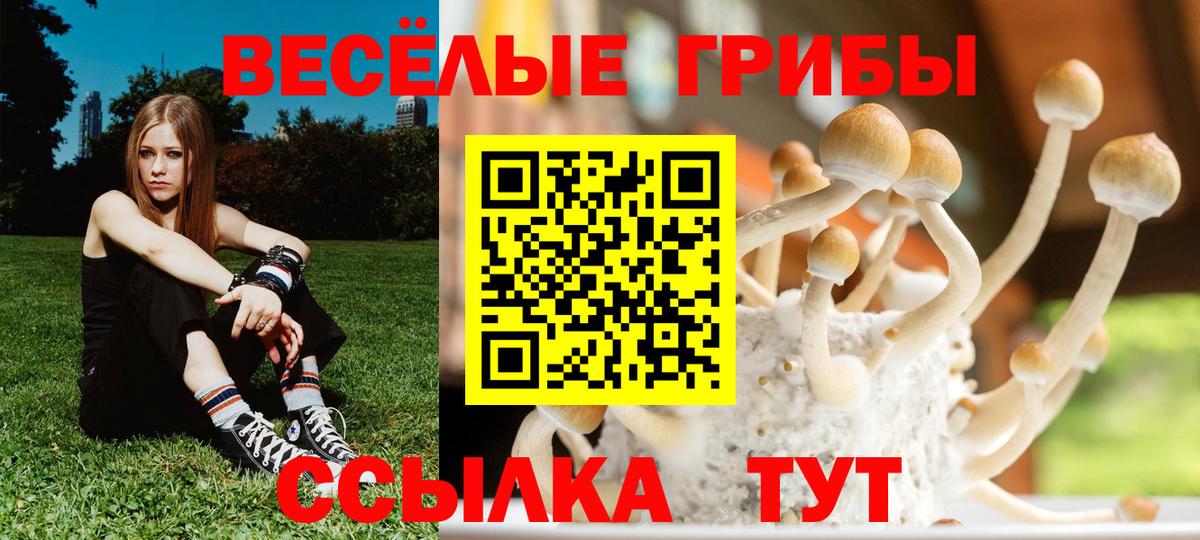 Псилоцибиновые грибы Psilocybine cubensis  Вход с VPN  Киселёвск 